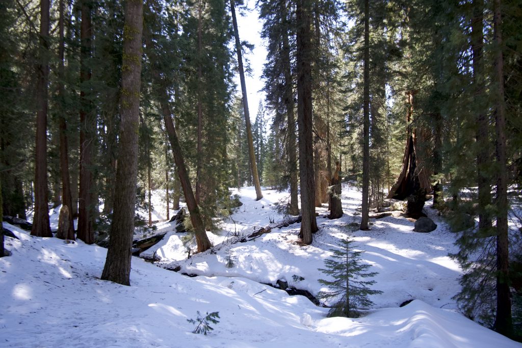 白雪皑皑的红杉林